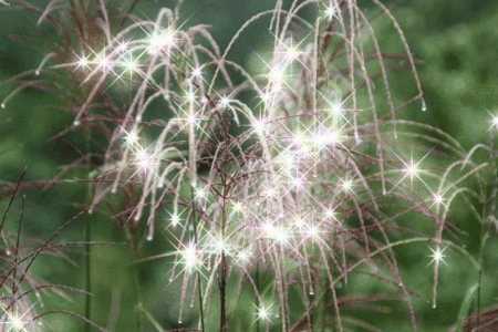 IMG_6842ssクロスライト2s