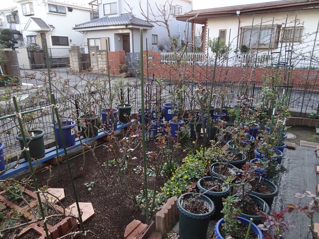 西側の庭のつるバラの新芽と芽吹き バラの蕾の成長 私のバラに逢いたくて