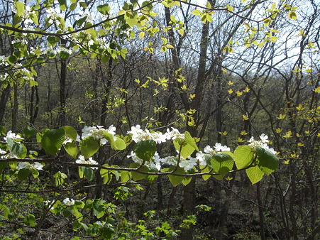DSCF0662