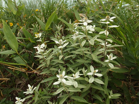 P7230333