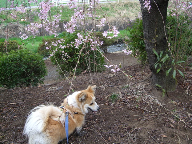 枝垂桜とさくら