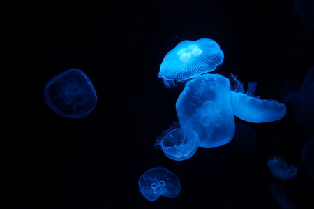 京都水族館