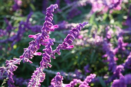 十月の花 フリー写真は紫色のアメジストセージ 花のひとりごと