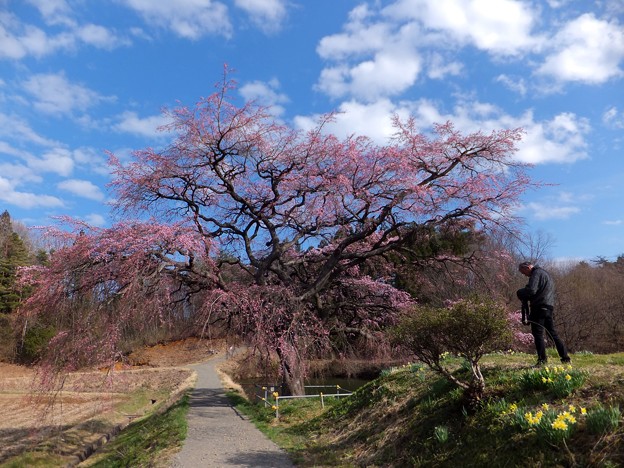 芳水の桜 16 福島県福島市 縄文人 たがめ の格安 弾丸 海外旅行 ２