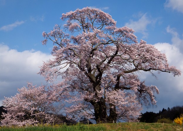 塩ノ崎の大桜 16 福島県本宮市 縄文人 たがめ の格安 弾丸 海外旅行 ２