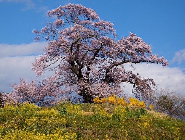 塩ノ崎の大桜 16 福島県本宮市 縄文人 たがめ の格安 弾丸 海外旅行 ２