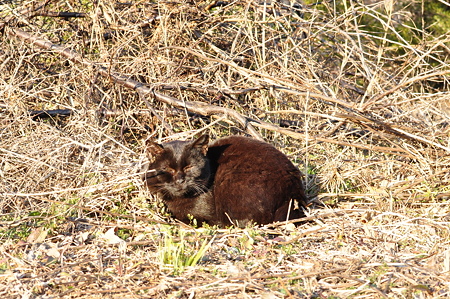 近所の野良猫~黒