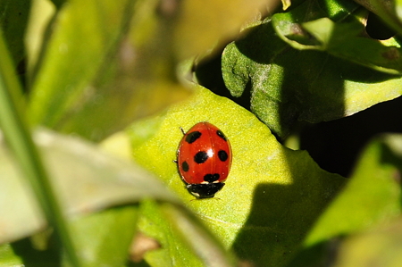 陽だまりに・・・