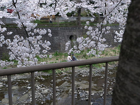 桜（恩田川）（４５）