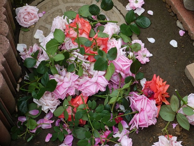 強風と雨で傷んだ薔薇 交配した実生の成長 私のバラに逢いたくて