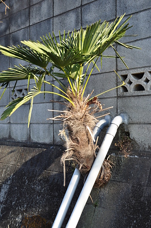 こんなところから棕櫚が・・・