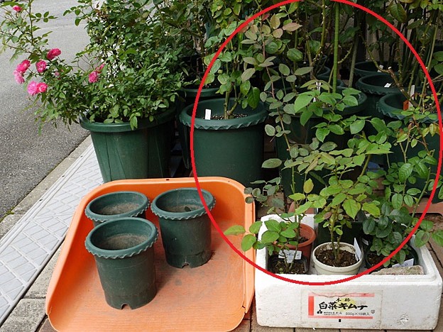 大きくなった挿し木の植え替え 蕾がいっぱいのバラ庭 私のバラに逢いたくて