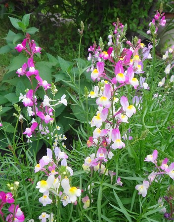 金魚草が開花しました 小さな花を咲かせる種類です 定年退職したオジンの日々 アレコレ日記