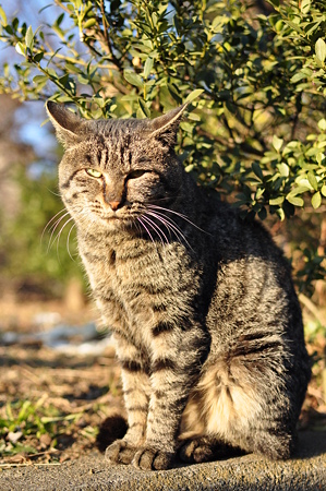 何が出てくるんだい?