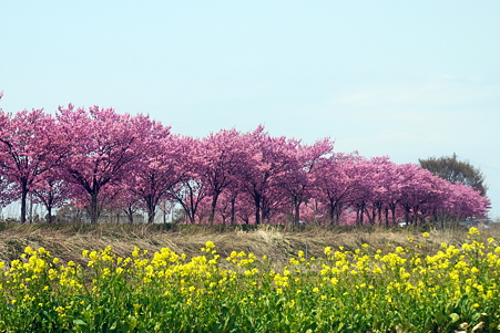 陽光桜と菜の花２