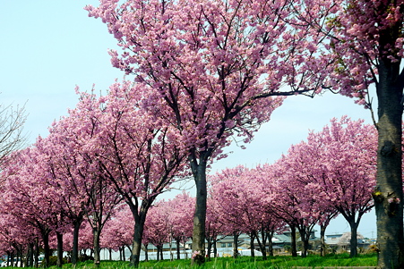 陽光桜街道１