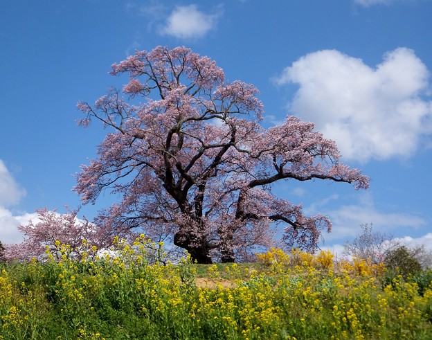 塩ノ崎の大桜 17 福島県本宮市 縄文人 たがめ の格安 弾丸 海外旅行 ２