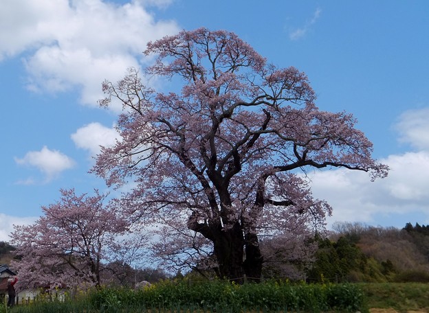 塩ノ崎の大桜 17 福島県本宮市 縄文人 たがめ の格安 弾丸 海外旅行 ２