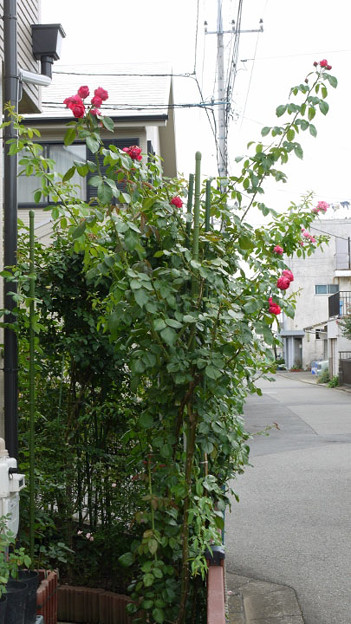 夏剪定前に伸びすぎたバラの枝を切る 私のバラに逢いたくて