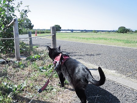 淀川河川公園2