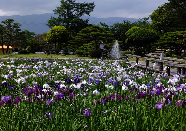 長井あやめ公園 山形県 縄文人 たがめ の格安 弾丸 海外旅行 ２