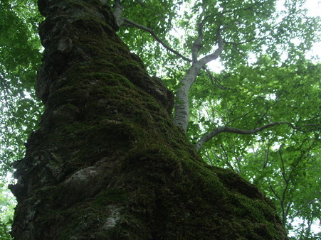 DSCF1554