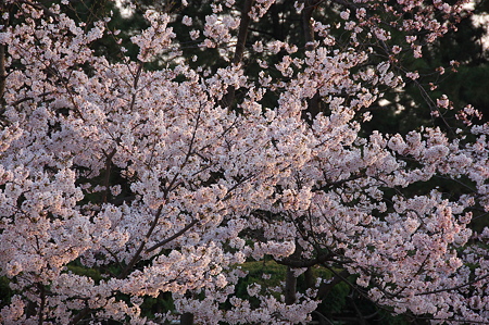 桜、咲き乱れる