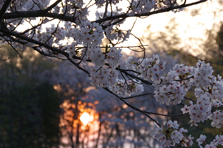 桜の向こうには夕陽が