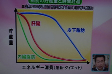 皮下脂肪はどうやったら減るのか 所さんの目がテンを見て思った事 にゃーオフィシャルブログ にゃーのダイエット日記