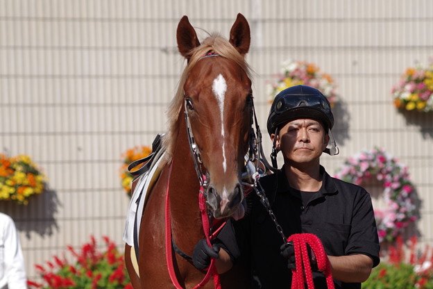 スズカヘルメス 男前な尾花栗毛