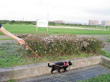 淀川河川敷公園1