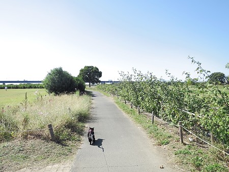 淀川河川公園8