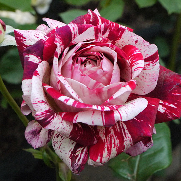 アヴェマリアの初開花 香りの薔薇絞りの かおり 私のバラに逢いたくて