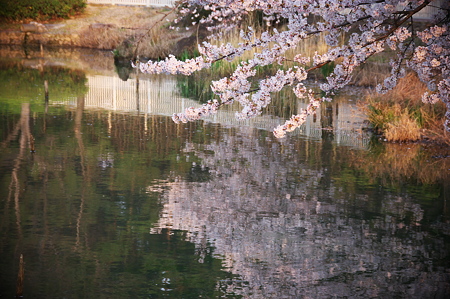 水面に桜