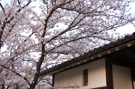 桜に似合う風景