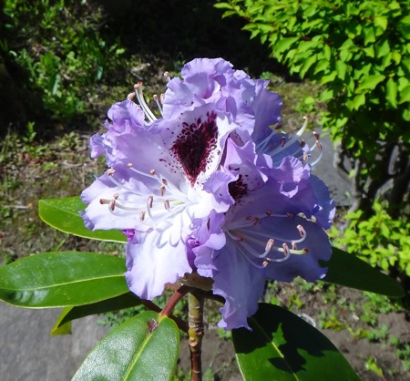 シャクナゲは葉に毒がある有毒植物です 定年退職したオジンの日々 アレコレ日記