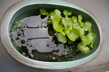 子メダカの睡蓮鉢