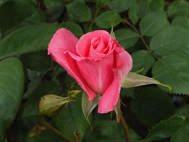 バラの開花が始まる 実生苗の花姿 私のバラに逢いたくて