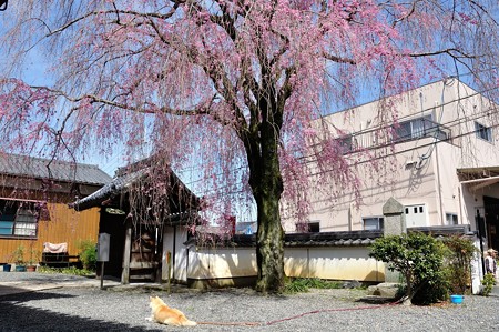 恵福寺の枝垂れ桜