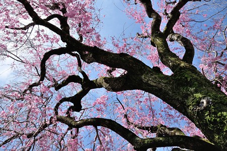 恵福寺の枝垂れ桜