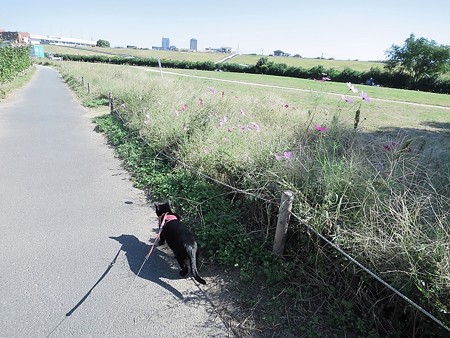 淀川河川公園13