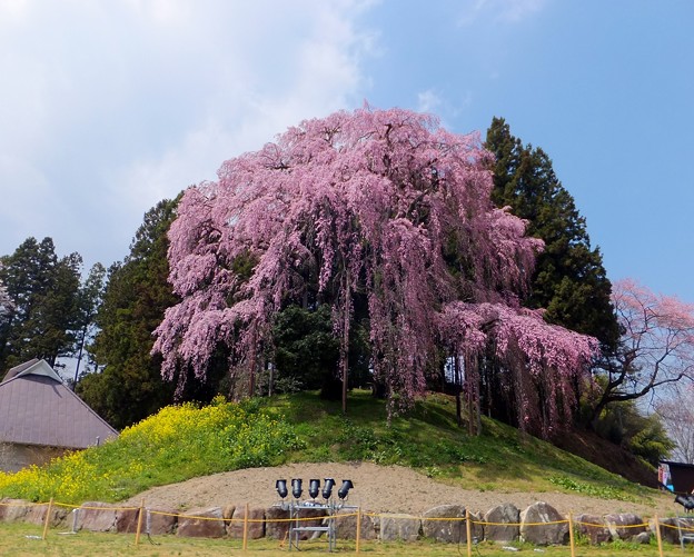 合戦場のしだれ桜 15 福島県二本松市 縄文人 たがめ の格安 弾丸 海外旅行 ２