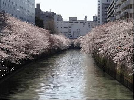 桜 目黒川の桜 太鼓橋 池尻大橋 縄文人 たがめ の格安 弾丸 海外旅行 ２