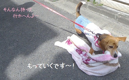 ビーグル犬は毛布好き Go Go カンちゃん