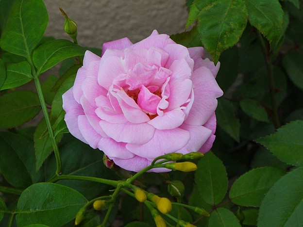 バラの開花が始まる 実生苗の花姿 私のバラに逢いたくて