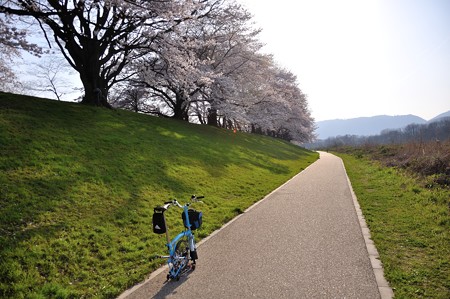 八幡市 背割堤の桜並木