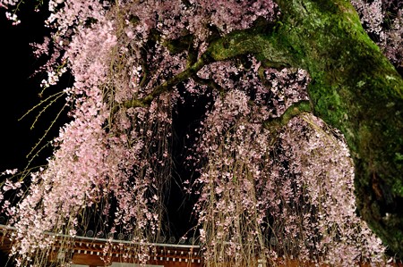 恵福寺　夜桜ライトアップ