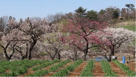 昭和記念公園 梅 河津桜 菜の花 クロッカス 縄文人 たがめ の格安 弾丸 海外旅行 ２