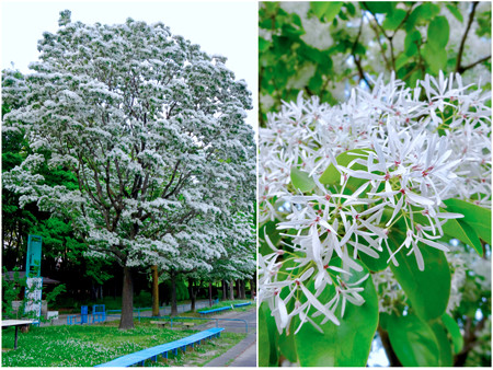 本日のmy 短歌 雪白の花を背負ふて咲き誇り なんじゃもんじゃ と問ふひと多し 俳句でｄiary できるかな