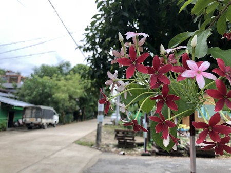 ミャンマーの花 (4)